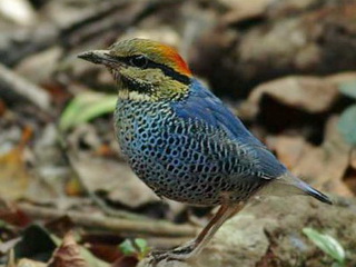 Blue Pitta Blue Pitta Kaeng Krachan