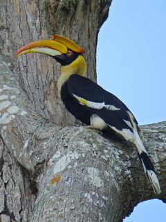 Great Hornbill at Khao Yai