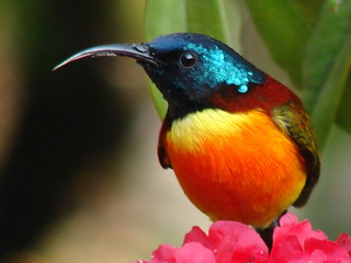 Green-tailed Sunbird Doi Inthanon