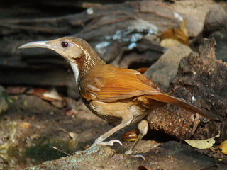 Large
Scimitar Babbler Scimitar Babbler bird Kaeng Krachan