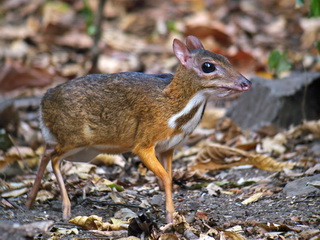 Lesser
Mouse Deer Lesser Mouse Deer at Kaeng Krachan