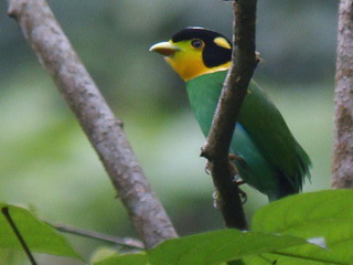Long-tailed
Broadbill Long-tailed Broadbill at Doi Lang