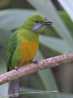 Orange-bellied Leafbird at Doi Ang Khan