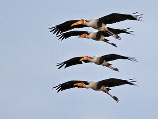Painted Stork Painted Stork at Laem Pak Bia