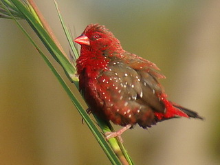 Red Avadavat Red Avadavat at Huay Tung Tao