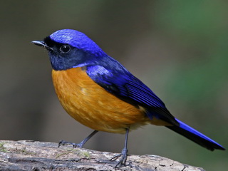 Rufous-bellied Niltava Doi Ang Khan