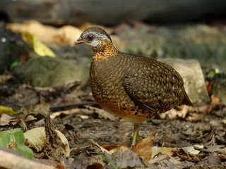 Scaly-breasted Partridge Scaly-breasted Partridge at Kaeng Krachan