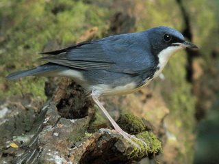 Siberian Blue Robin