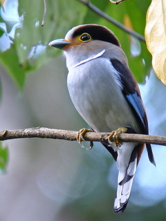 Silver-breasted Broadbill at Doi Lang