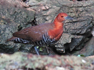 Slaty-legged Crake Slaty-legged Crake Kaeng Krachan