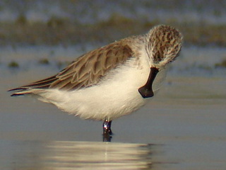 Spoon-billed
Sandpiper Birding tour Thailand