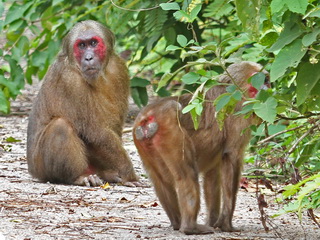 Stump-tailed Macaque at Kaeng Krachan