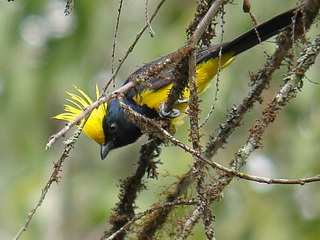 Sultan Tit Sultan Tit Khao Yai