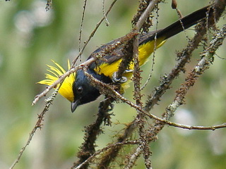 Sultan Tit Khao Yai