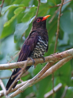 Violet Cuckoo at Kaeng Krachan