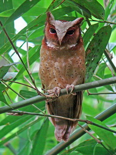 White-fronted Scops Owl at Kaeng Krachan