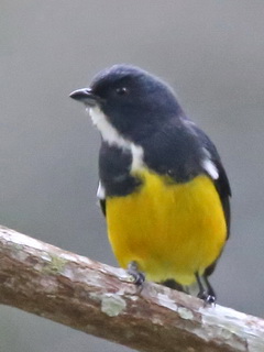 Yellow-bellied Flowerpecker on Doi Inthanon