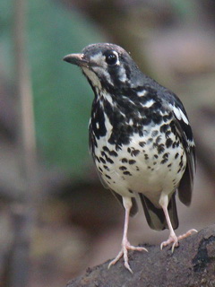 Ashy Thrush in the Philippines