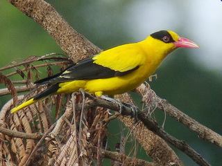 Black-naped Oriole in Philippines