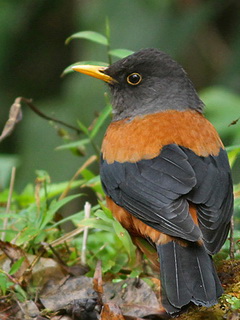 Chestnut Thrush in Thailand