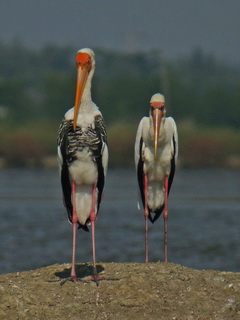 Milky and Painted Stork