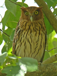 Philippine Eagle Owl