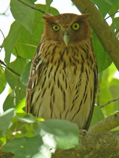 Birding Luzon Feb.'13 Philippine Eagle Owl
