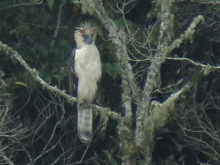 Philippine Eagle in Kitanglad