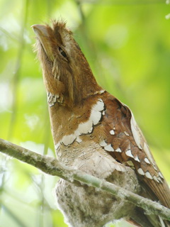 Philippine Frogmouth in Kitanglad