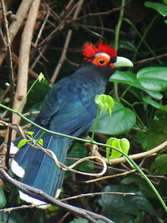 Red-crested Malkoha