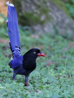 Taiwan Blue Magpie