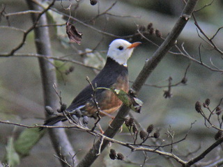 Taiwan Island Thrush