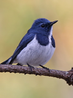 Ultramarine Flycatcher in Thailand