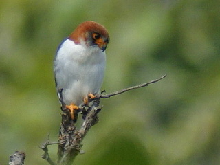 White-rumped Falcon in Thailand