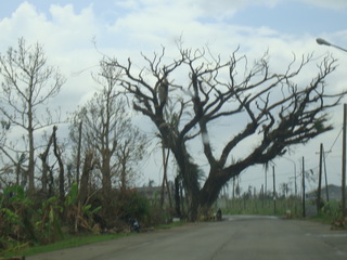 trees on Leyte left leafless