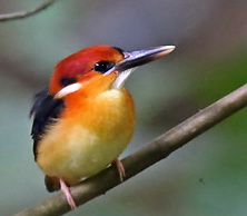 Oriental Dwarf Kingfisher