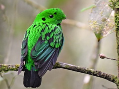 Whitehead's
              Broadbill on Mt. Kinabalu