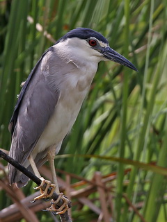 Black-crowned Night Heron