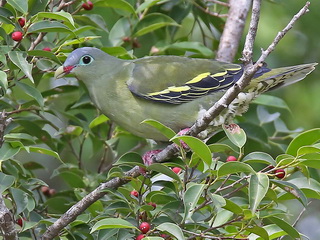 Thick-billed Green Pigeon