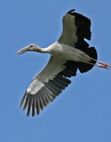 Asian Openbill