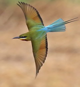 Blue-tailed Bee-eater