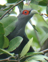 Chestnut-bellied Malkoha