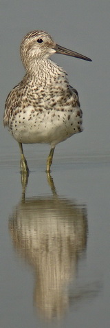 Great Knot