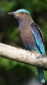 Indian Roller