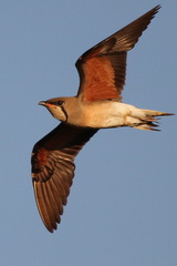 Oriental Pratincole