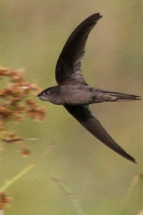 Asian Palm Swift