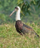 Woolly-necked Stork