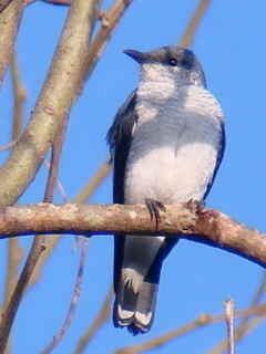 Black-and-White Triller