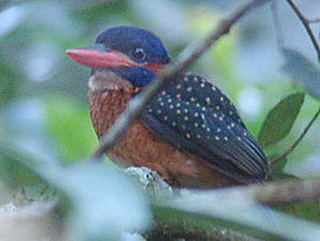 Blue-capped Kingfisher