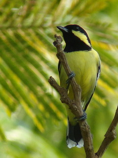 Elegant Tit